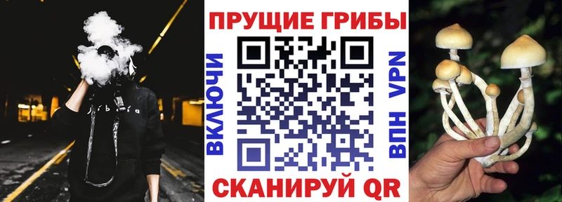 Псилоцибиновые грибы Cubensis  даркнет сайт  Новое Девяткино 